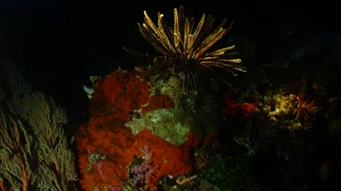 Orange Crinoid being prodded at night