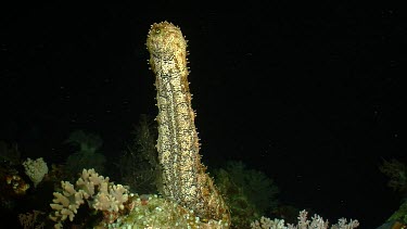 Blackspotted Sea Cucumber with rear end raised in water column