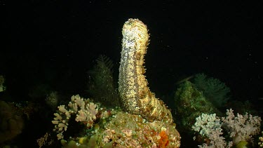 Blackspotted Sea Cucumber with rear end raised in water column