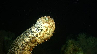 Blackspotted Sea Cucumber with rear end raised in water column