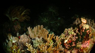 Coral reef at night
