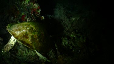 Hawksbill Sea Turtle foraging at night