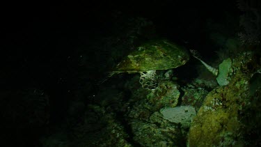 Hawksbill Sea Turtle swimming at night