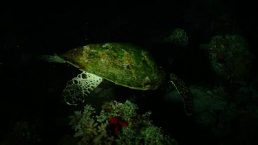 Hawksbill Sea Turtle swimming at night