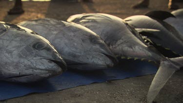 Row of caught Tuna fish
