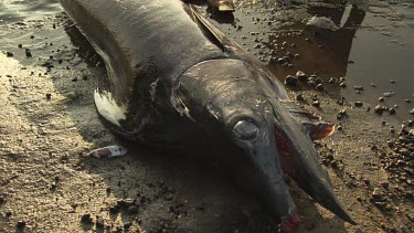 Close up of a caught Sailfish on shore