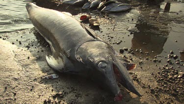 Close up of a caught Sailfish on shore