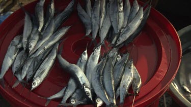 Piles of caught Estuarine Halfbeak fish