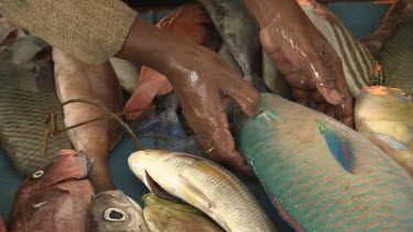 Woman showing Bicolor Parrotfish in a fish market