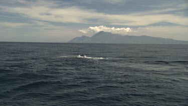 Whale near the ocean surface