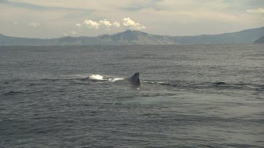 Whale near the ocean surface