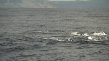 Whales diving near the ocean surface