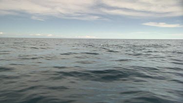 Sperm Whale diving near the ocean surface