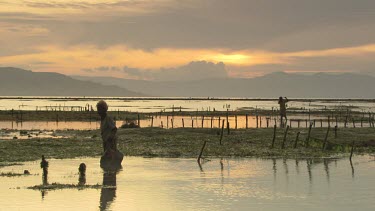 Villagers collecting Agar on a low tide reef at sunset
