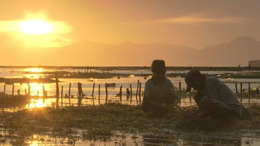Villagers collecting Agar in low tide fields at sunset