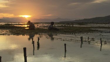 Villagers collecting Agar in low tide fields at sunset
