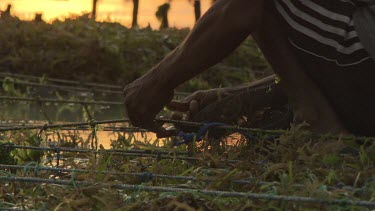 Close up of villager collecting Agar in low tide fields at sunset