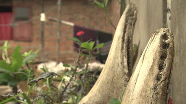 Whale vertebra in a garden