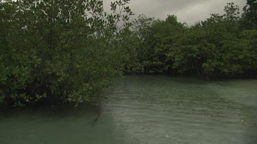 Mangrove trees in the rain