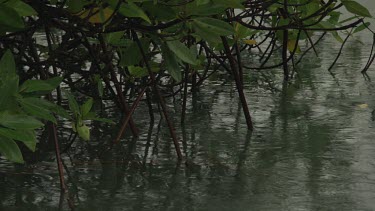Close up of Mangrove trees in the water