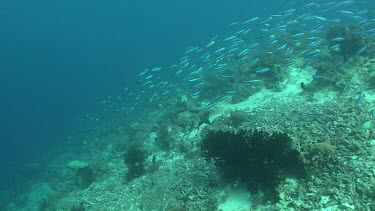 Schools of fish along the ocean floor