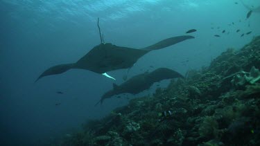 Pair of Manta Rays swimming above a reef