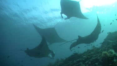 Group of Manta Rays swimming above a reef