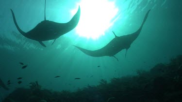 Pair of Manta Rays swimming above a reef