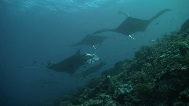 Group of Manta Rays swimming above a reef