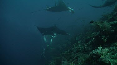 Group of Manta Rays swimming above a reef