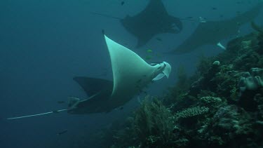 Group of Manta Rays swimming above a reef