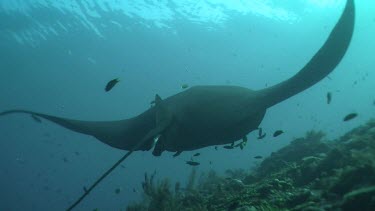 Pair of Manta Rays swimming above a reef