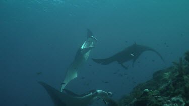 Group of Manta Rays swimming above a reef