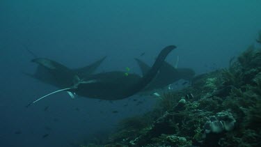 Group of Manta Rays swimming above a reef