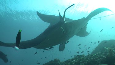 Group of Manta Rays swimming above a reef