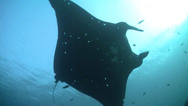 Sunlit Manta Ray swimming near the ocean surface