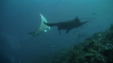 Pair of Manta Rays swimming above a reef