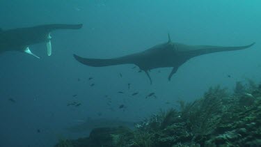 Group of Manta Rays swimming above a reef