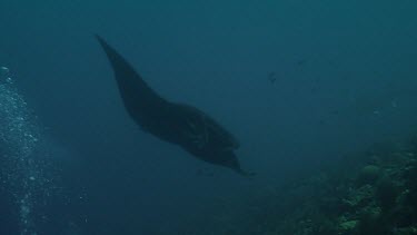 Pair of Manta Rays swimming near a coral reef