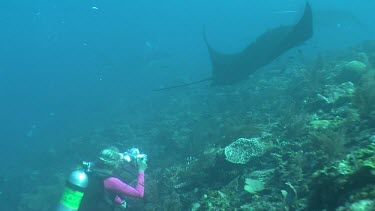 Scuba diver taking photos of a Manta Ray swimming above a reef