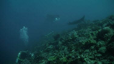 Manta Ray swimming along the edge of a reef