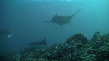 Pair of Manta Rays swimming above a reef