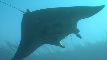 Close up of a Manta Ray swimming underwater