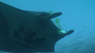 Close up of a Manta Ray swimming underwater