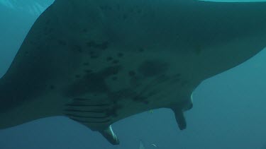 Close up of a Manta Ray swimming underwater