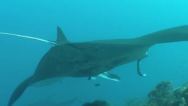 Close up of a Manta Ray swimming underwater