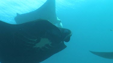 Close up of a Manta Ray swimming underwater