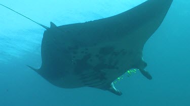 Close up of a Manta Ray swimming underwater