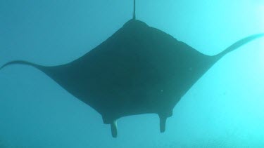 Close up of a Manta Ray swimming underwater