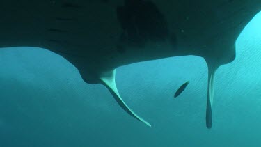 Close up of a Manta Ray swimming underwater